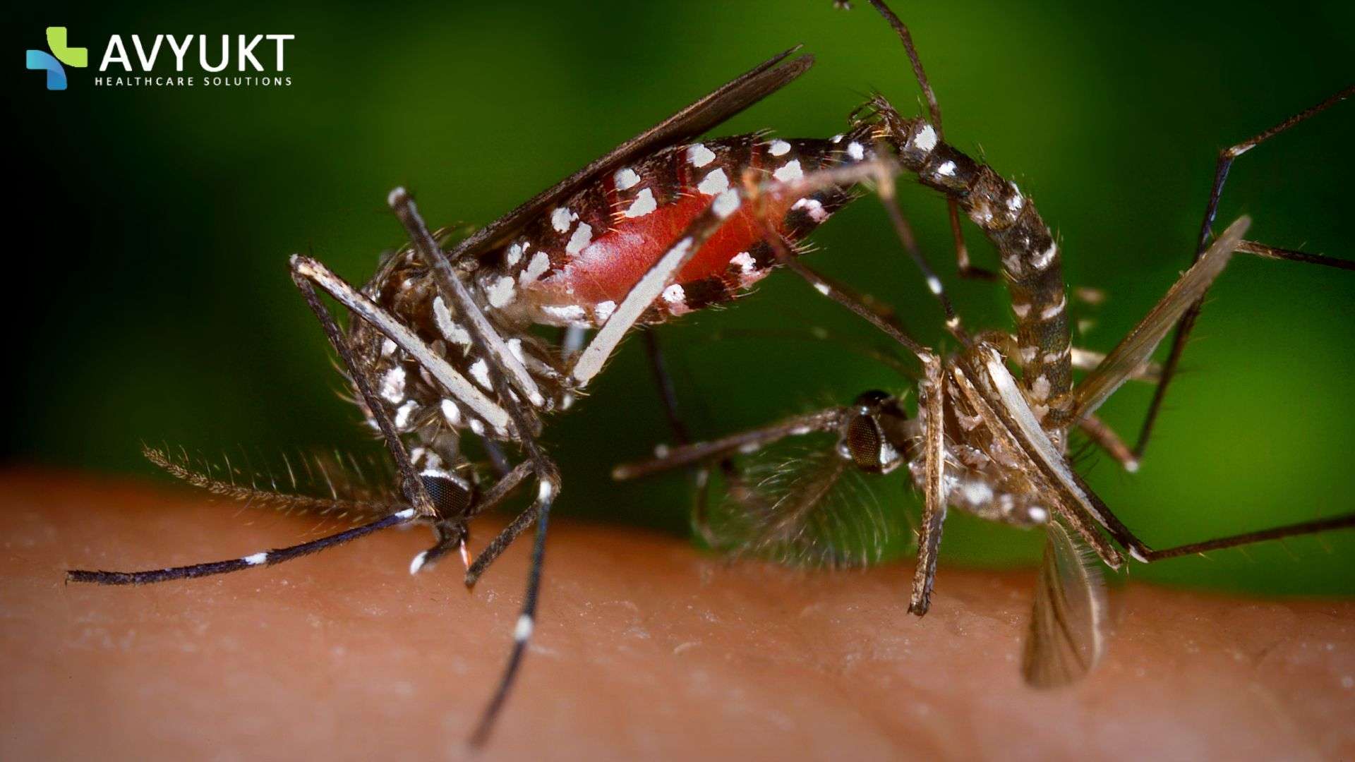 Symptoms and Diagnosis of Dengue